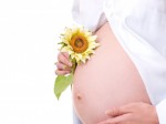 Dùng hoa hướng dương giảm đau cho thai phụ khi sinh