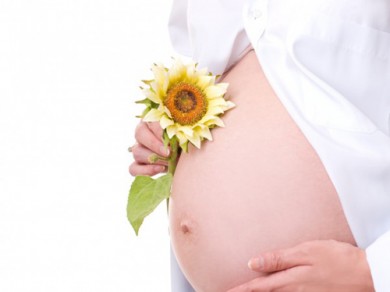 Dùng hoa hướng dương giảm đau cho thai phụ khi sinh